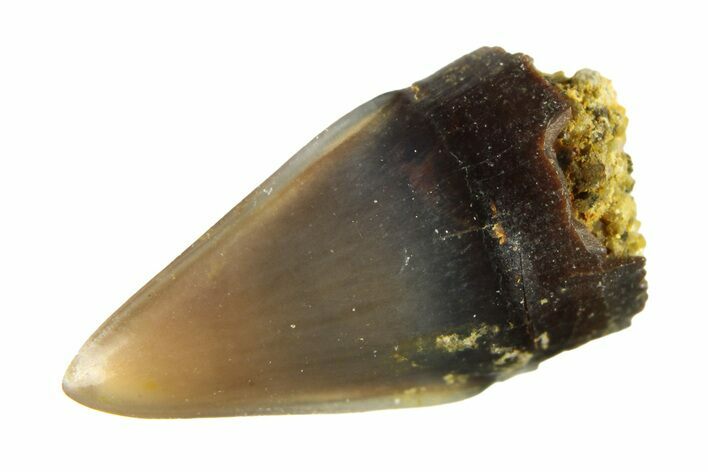 Cretaceous Fossil Crocodilian Tooth - Wyoming #299776